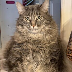 Meet your Posher, Doreen